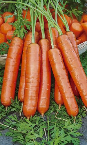 Морковь МЕДОВЫЙ ПОЦЕЛУЙ