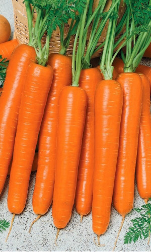 Морковь НАДЕЖДА F1