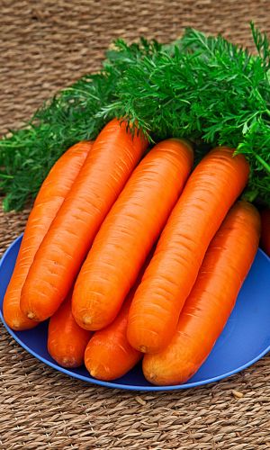 Морковь НИИОХ-336 &mdash; Один из самых сладких сортов! Высокое содержание витаминов! Устойчива к цветушности!