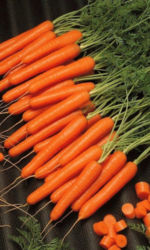 Морковь РОГНЕДА