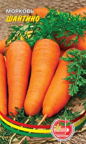 Морковь ШАНТИНО &mdash; Устойчива к цветушности! Длительная сохранность корнеплодов! Повышенное содержание каротина!
