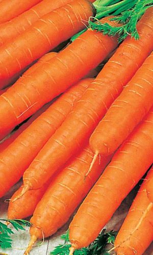 Морковь ВЕЛИКОЛЕПНЫЙ ТУТАНХАМОН F1 (ГЕЛЬ ДРАЖЕ!)