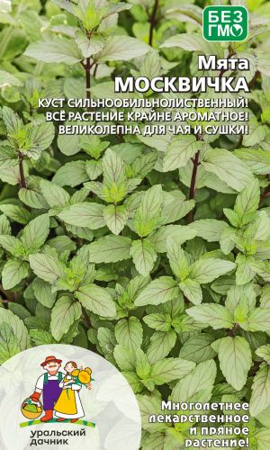 Мята МОСКВИЧКА &mdash; Куст сильно- обильнолиственный! Всё растение крайне ароматное! Великолепна для чая и сушки!