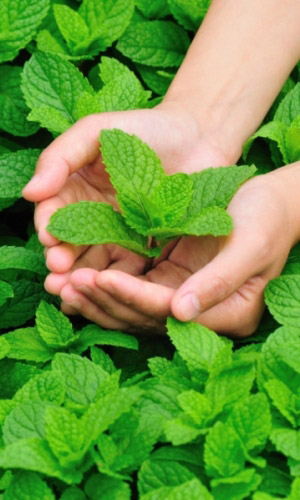 Мята ВОРОЖЕЯ &mdash; В народной медицине применяют при простудных заболеваниях, кашле, желудочно-кишечных расстройствах, как желчегонное средство