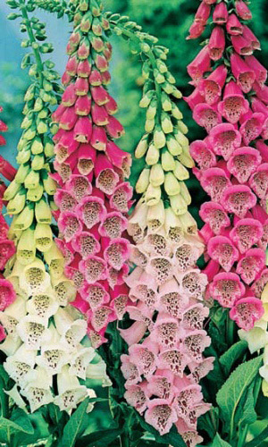 Наперстянка ГИГАНТСКАЯ СМЕСЬ