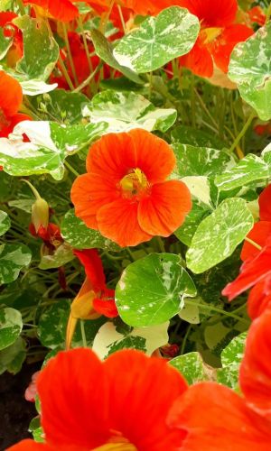 Настурция АЛЯСКА ОРАНЖЕВАЯ