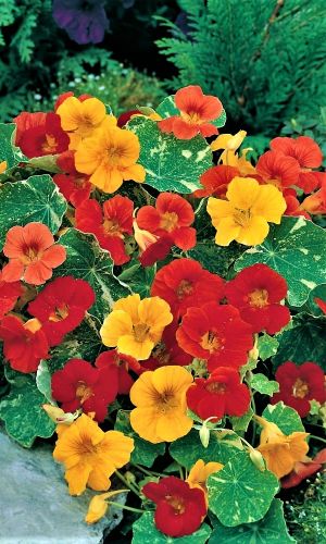 Настурция АУТ ОФ АФРИКА