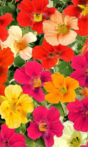 Настурция ДЖЕВЕЛ МИКС