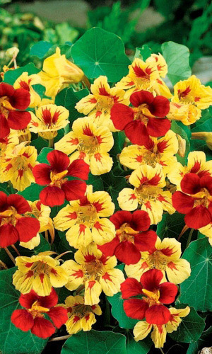 Настурция КЛУБНИКА СО СЛИВКАМИ