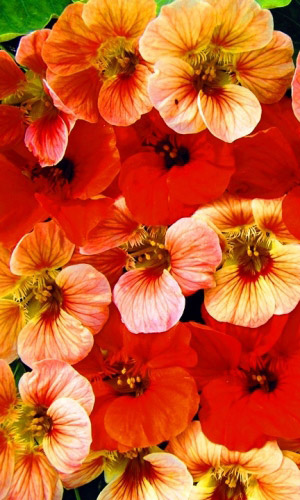 Настурция СМЕСЬ ОКРАСОК низкорослая