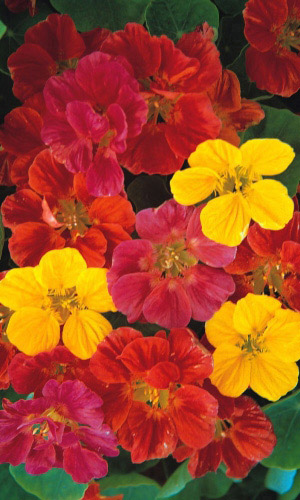 Настурция СМЕСЬ ЯРКИХ ОКРАСОК