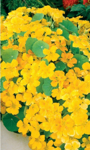 Настурция СОЛНЕЧНЫЕ ЗАЙЧИКИ