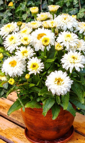 Нивяник МАЙФИЛД