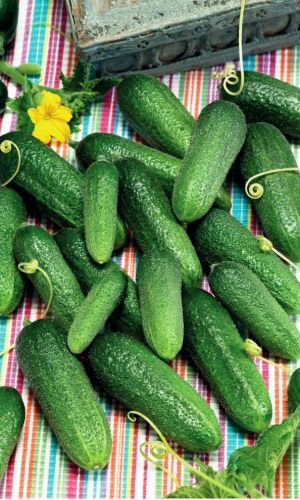 Огурец АЦТЕКИ И МАЙЯ F1 &mdash; Устойчив к стрессам! Не перерастает! Высокие засолочные качества!