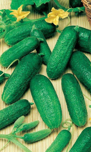 Огурец АДАМ F1 &mdash; Суперурожайный гибрид с повышенной устойчивостью к болезням! Очень сладкий!