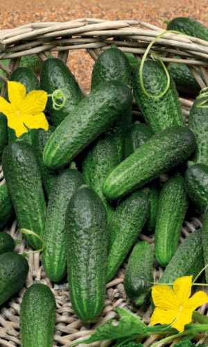 Огурец АЛЕКСЕЙ F1