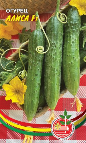 Огурец АЛИСА F1 &mdash; Огурчики плотные, хрустящие, сочные, ароматные! Аромат сногсшибательный!