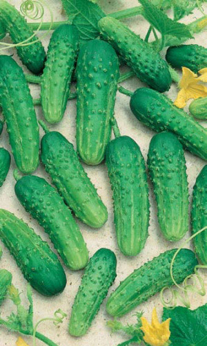 Огурец НОВЫЙ АЛАДДИН F1 &mdash; Великолепный урожайный гибрид! Огурчики не желтеют и не перерастают!