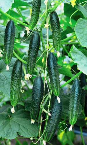 Огурец АПОЛЛОН F1 &mdash; Массированная отдача урожая! Хрустящие! Без горечи! Великолепные вкусовые качества! Устойчив к комплексу болезней!