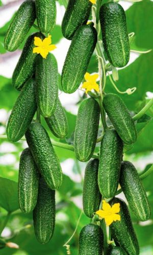 Огурец БОЕЦ F1 &mdash; Сверхурожайный гибрид 21 века! Огурчики крепкие, плотные, хрустящие! Невероятно хорош в банках!