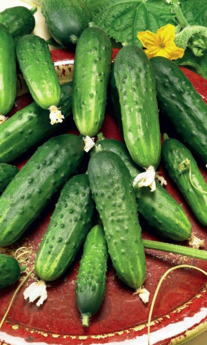 Огурец БУДЬ ЗДОРОВ F1 &mdash; Самые вкусные огурчики! Без горечи! Не болеют! Суперзасол!