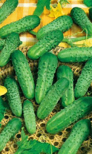 Огурец ДЕБЮТ F1 &mdash; Вкус исконно русского огурца! Лидер по урожайности! Вкуснейший для салатов и хрустящий для засолки!