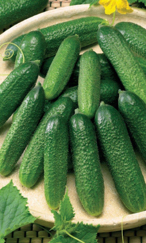 Огурец ДЕЛИКАТЕС &mdash; Устойчив к похолоданиям! Консервный! Вкус необычайно яркий, выраженный! Устойчив к болезням!