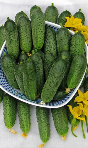 Огурец ДИМКА F1 &mdash; Суперактивное плодоношение до поздней осени! Не желтеет! Великолепные засолочные качества!