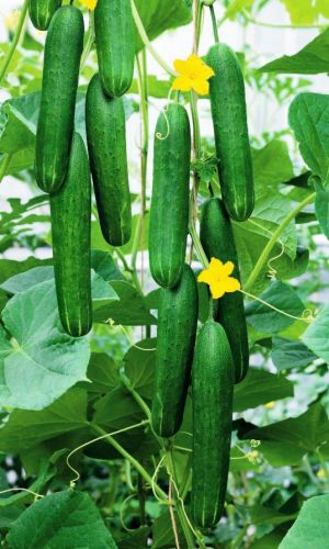 Огурец ДЖИГИТ F1