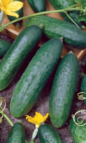 Огурец ЕМЕЛЯ F1 &mdash; Скороспелый! Превосходит по урожайности гибриды Зозуля и Апрельский!