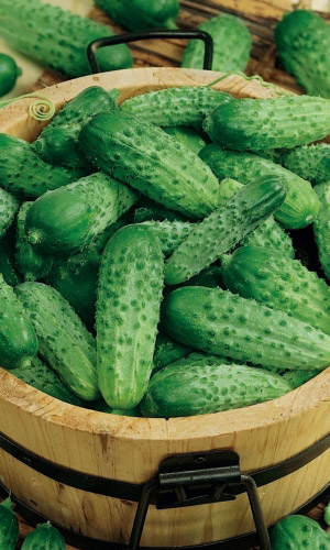 Огурец ЕРОФЕЙ &mdash; Супер засолочный сорт! Ароматные, крепкие зеленцы! Не болеет! Устойчив к перепаду температур!