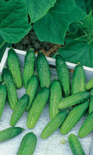 Огурец ЭТАЛОН &mdash; Эталон во всех отношениях! Самая популярная грядка на участке! Какой же он вкусный, ммм...