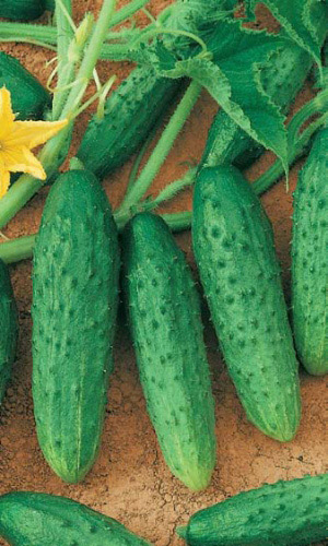 Огурец ФЕНИКС &mdash; Холодостойкий, не болеет!