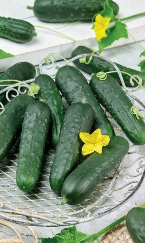 Огурец ФЕРМЕР F1