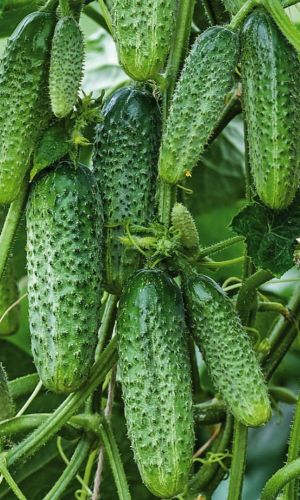 Огурец ФОРА F1