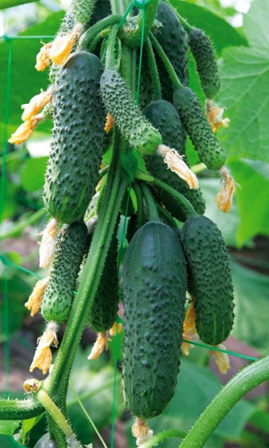 Огурец ГОМЕР F1 &mdash; Ранний и высокий урожай даже в суровых погодных условиях! Отличный вкус!