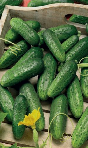 Огурец КАБЛУЧОК &mdash; Раннее и дружное плодоношение! Крепкие и хрустящие зеленцы хороши и в свежем виде, и в засолке!