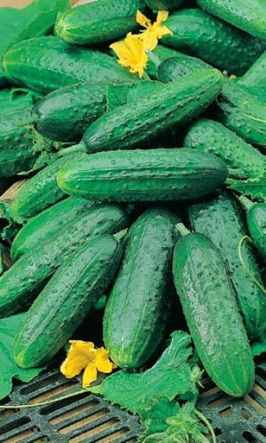 Огурец КАПИТАН F1 &mdash; Отменный урожай! До 10 огурчиков в пучке! Ограниченное ветвление!