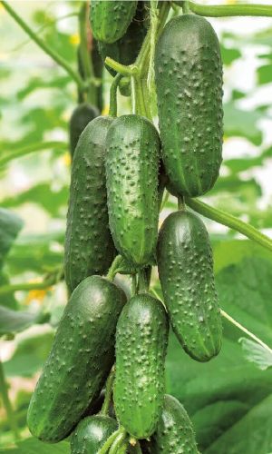 Огурец КАСКАД — Женский тип цветения! Надёжный, холодостойкий сорт! Без горечи! Устойчив к мучнистой росе!