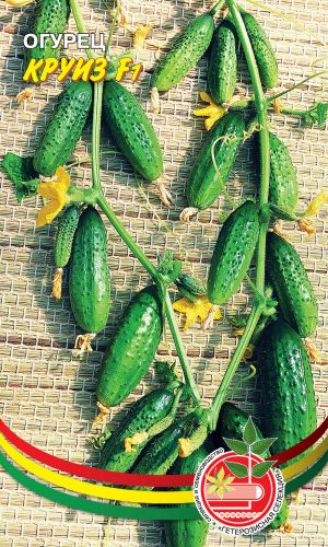 Огурец КРУИЗ F1 &mdash; Зеленцы с отличным вкусом как свежие, так и солёные! Не желтеют, остаются плотными и хрустящими!