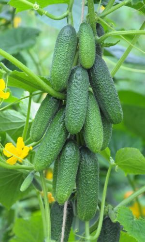 Огурец ЛА БЕЛЛА F1 &mdash; Улучшенная вариация знаменитой Либелле F1! Для маринования и консервации! Высокая устойчивость к болезням!