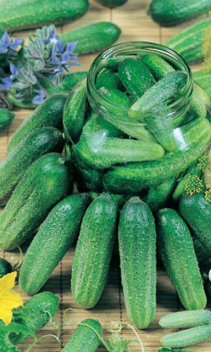 Огурец ЛИБЕЛЛЕ F1 &mdash; Просто создан для засолки и маринования! Плодоносит длительно и обильно, до первых заморозков! Немецкая селекция – гарантия надёжности!
