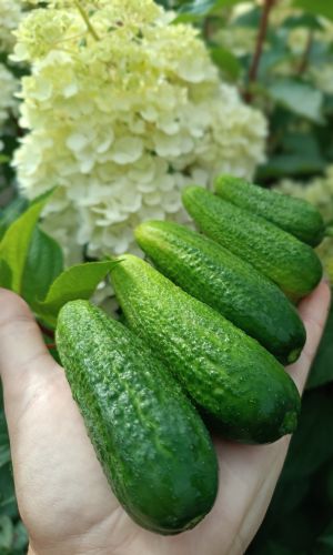 Огурец МАЛЫШКА &mdash; Кустовой! Высокая отдача раннего урожая! Длительный период плодоношения! Для всех видов консервирования!