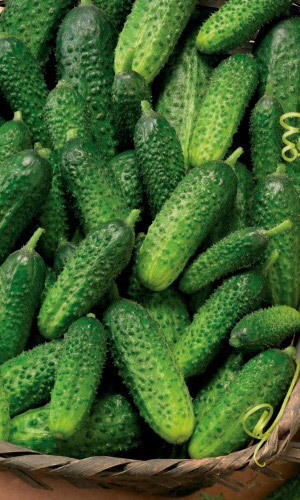 Огурец МАРИНДА F1