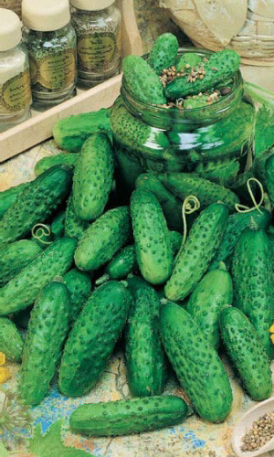 Огурец МАША F1 &mdash; Проверенный голландский гибрид!