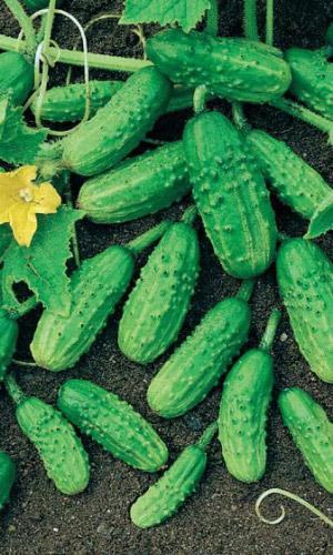 Огурец МОНАСТЫРСКИЙ