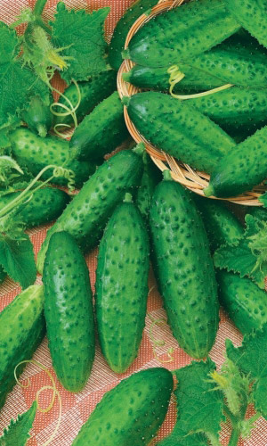 Огурец МУРАВЕЙ F1 &mdash; Гибрид-спринтер! Пучкового типа! Без горечи! Устойчив к пониженным температурам!