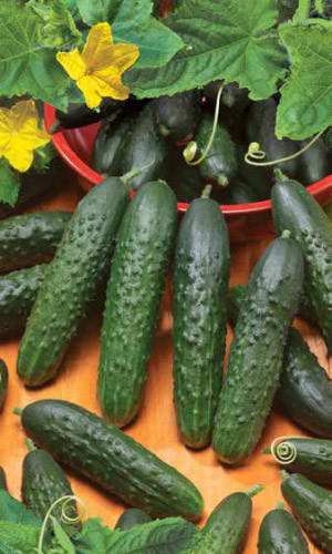 Огурец НАСТОЯЩИЙ ПОЛКОВНИК F1