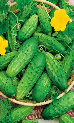 Огурец НЕЖИНСКИЙ 12 &mdash; Добрый гость из Царской Руси! Превосходный вкус который был во время правления Романовых! Огромный урожай! Засухоустойчивый!