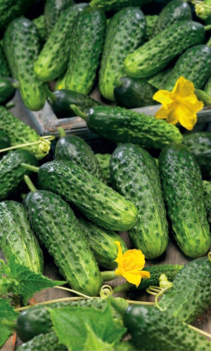 Огурец ОРФЕУС F1 &mdash; Огурчиков просто тьма! Нереально урожайный! Устойчив к непогоде! Плодоносит до заморозков!